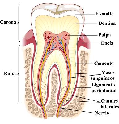 Anatomia dental